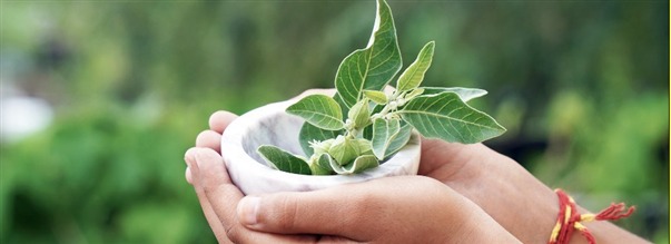 Mit� on ashwagandha ja milloin sit� kannattaa ottaa?