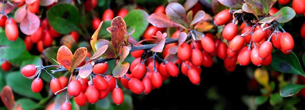 Kaikki mit sinun tulee tiet berberiinist