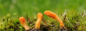 Kaikki cordyceps-sienest�