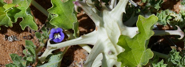Paholaisen kynsi - muinainen lkekasvi  