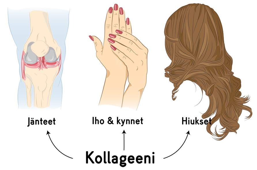Kollageeni vahvistaa ihoa, hiuksia, kynsi ja niveli.