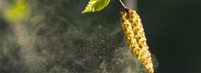 Siitep�lyallergia - n�in helpotat oireita luonnollisesti