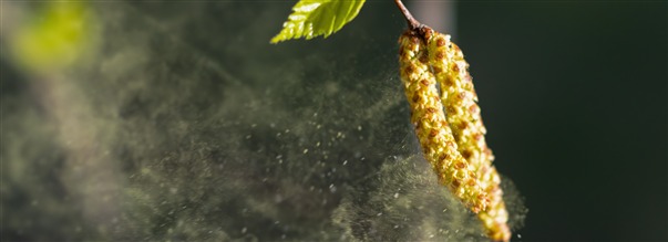 Siitep�lyallergia - n�in helpotat oireita luonnollisesti