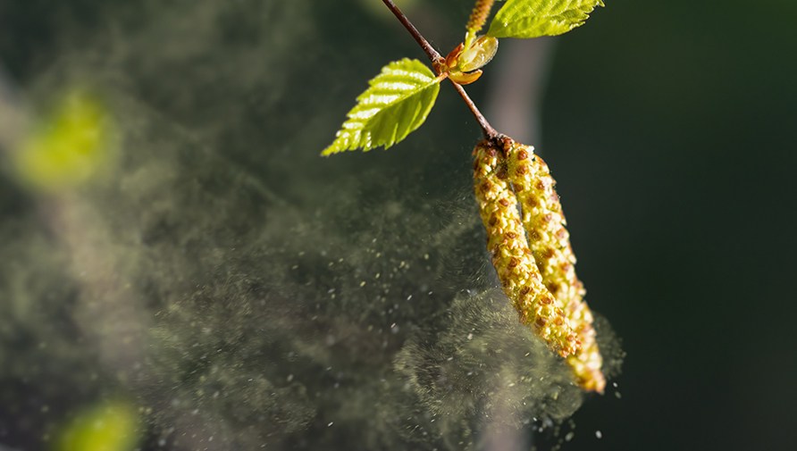 Koivun hedekukinto ja siit� lent�v� siitep�ly