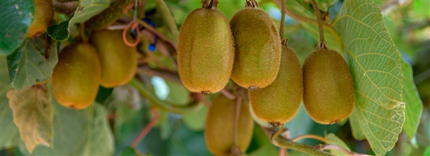 Kaikki PQQ:sta - vitamiinin kaltaisesta yhdisteestä