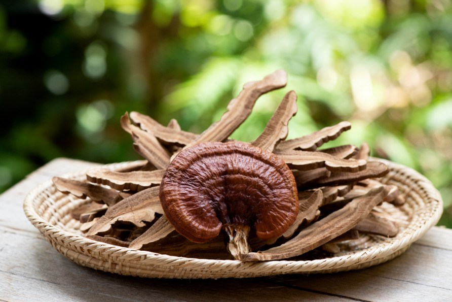 Reishi (Ganoderma Lucidum)