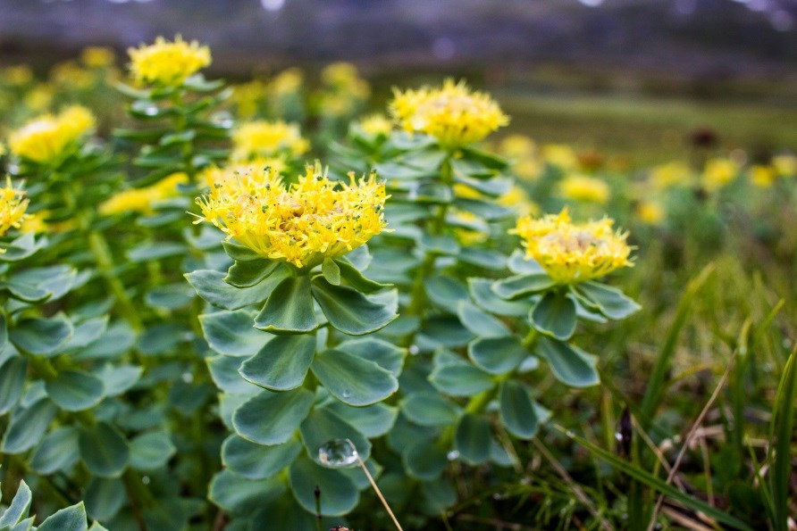 Rosenjuuri, Rhodiola rosea, kasvaa luonnostaan muun muassa Ruotsissa.