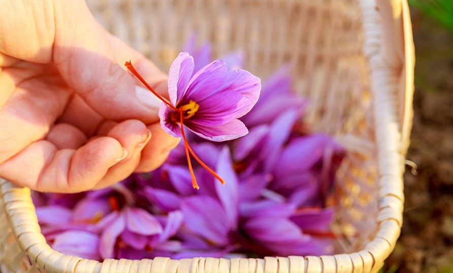 K�si pitelee sahramikrookuksen violettia kukkaa.