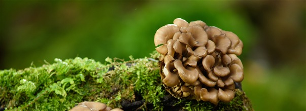 Kaikki maitakesta, ravinteikkaasta ruokasienest