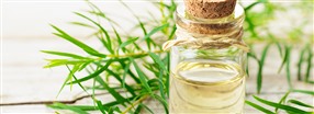 Tea tree eli teepuu�ljy ihonhoidossa