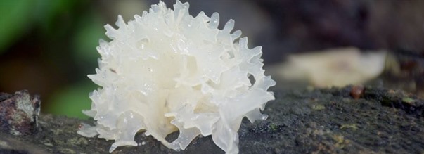 Kaikki kauneussieni Tremellasta