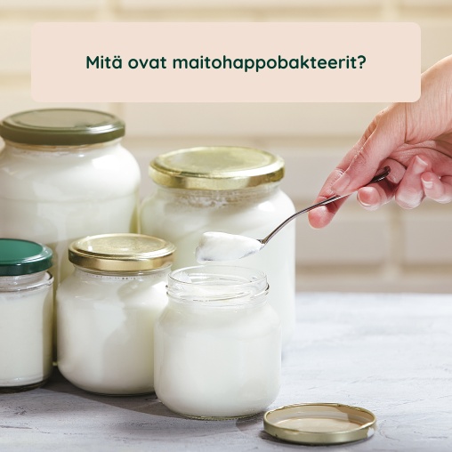 Artikkeli: Mit� ovat maitohappobakteerit?